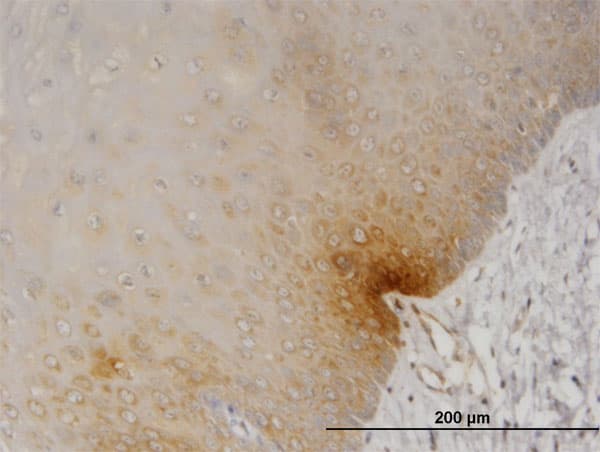 DYRK2 Antibody (clone 2F9)