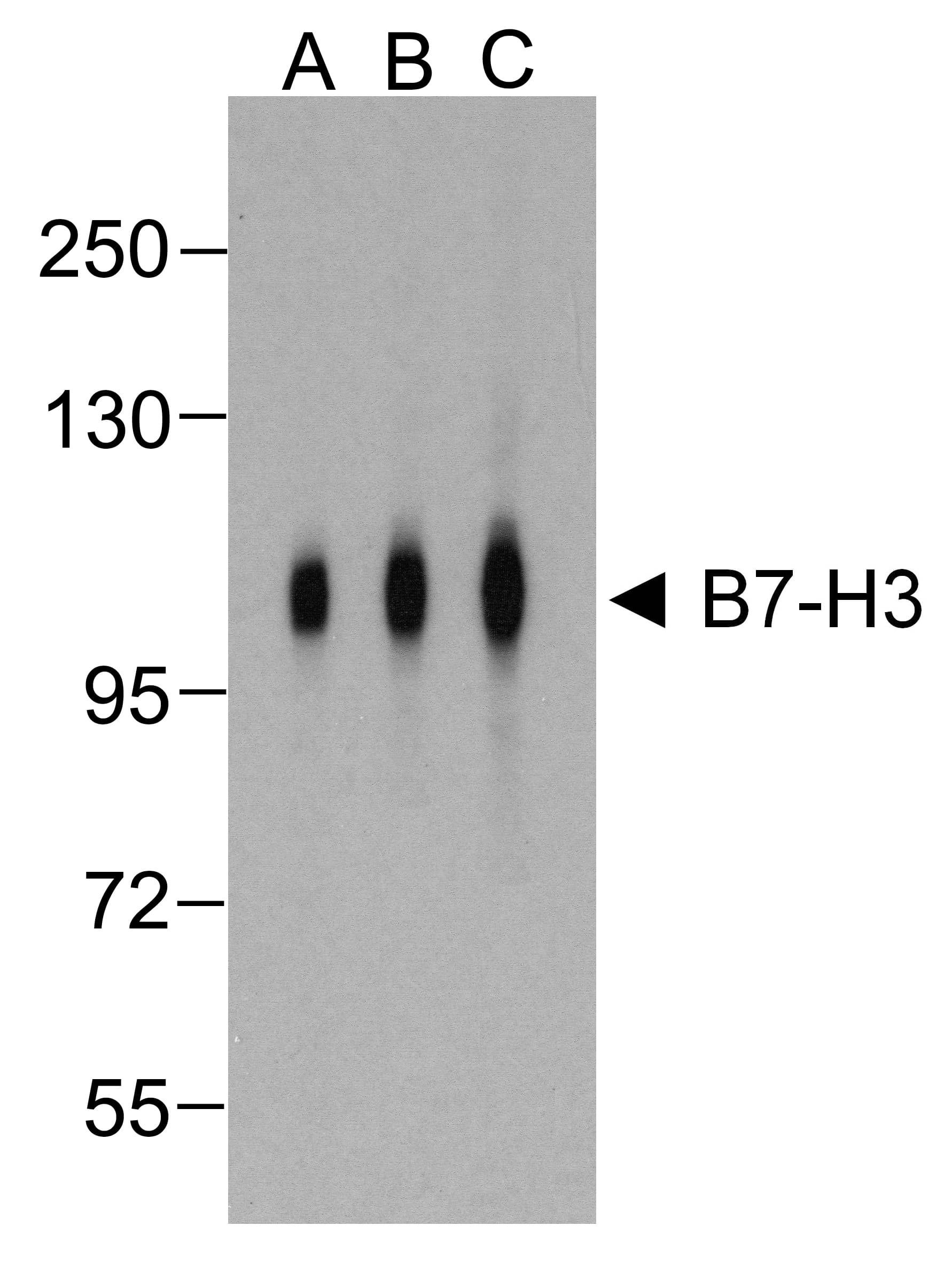 CD276 / B7-H3 Antibody (clone 4H3)