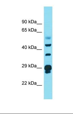 CRY Antibody (N-Terminus)