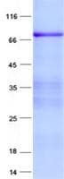 Human ZNF433 Protein (Recombinant His, N-Terminal)