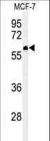 FAM20A Antibody (aa48-77)