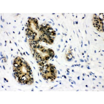 COPS5 / JAB1 Antibody (aa8-334)