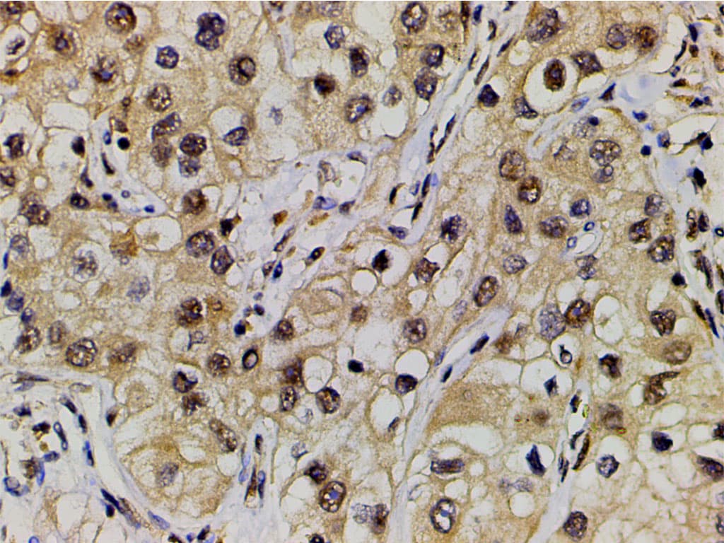 EFNB2 / Ephrin B2 Antibody
