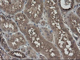 PHF7 Antibody (clone OTI1G9)
