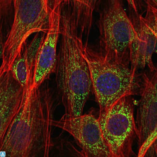 AIFM1 / AIF / PDCD8 Antibody