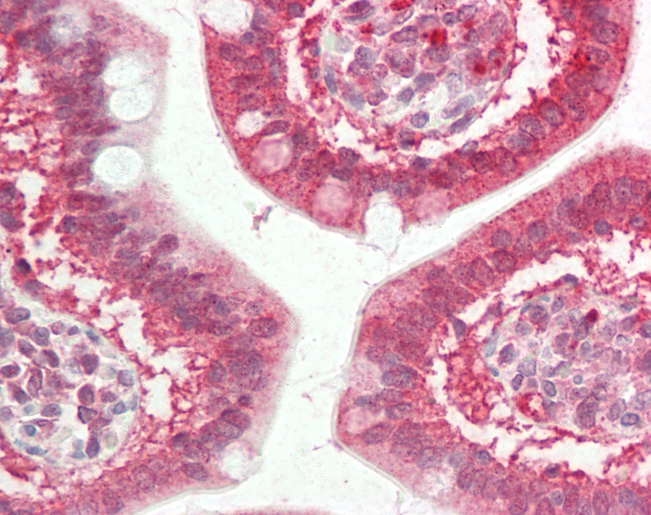 IHC-plus™ CFTR Antibody