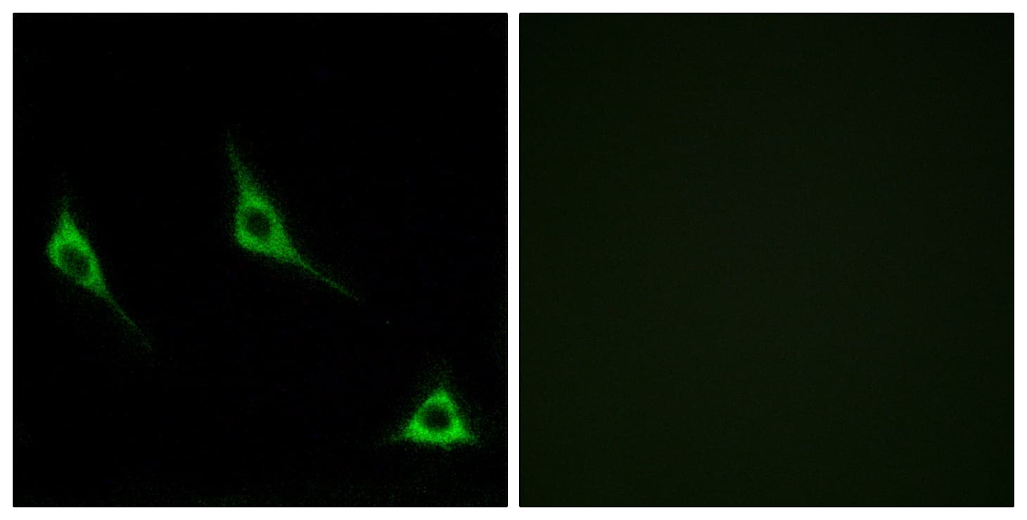 OR51A7 Antibody (aa232-281)