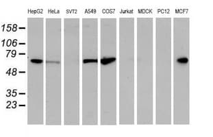 EPN2 Antibody (clone OTI1E4)