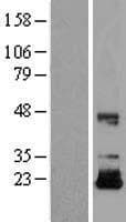 Human IGF2 Protein (Over-Expression Lysate Myc-DDK (Flag))