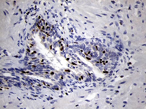 RUNX3 Antibody (clone OTI2G1)