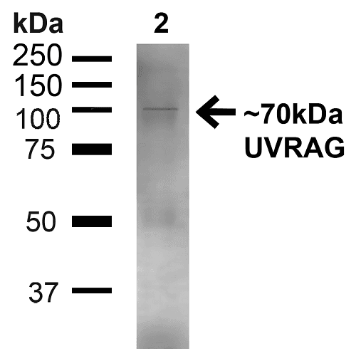 UVRAG Antibody (Biotin)
