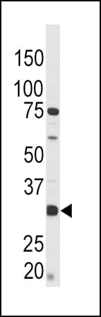 CREB1 / CREB Antibody (phospho-Ser133)