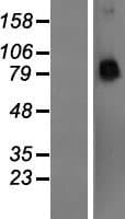 PCDHA4 Protein (Over-Expression Lysate Myc-DDK (Flag))