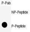 CDK1 / CDC2 Antibody (phospho-Ser39)