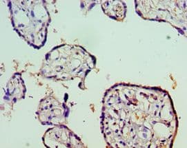 Polyclonal Rabbit anti-Human STAT5B Antibody (aa40-280, IHC, WB)