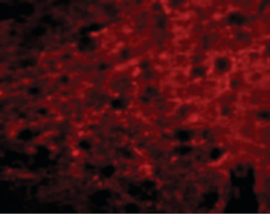 IHC-plus™ C13orf34 / BORA Antibody
