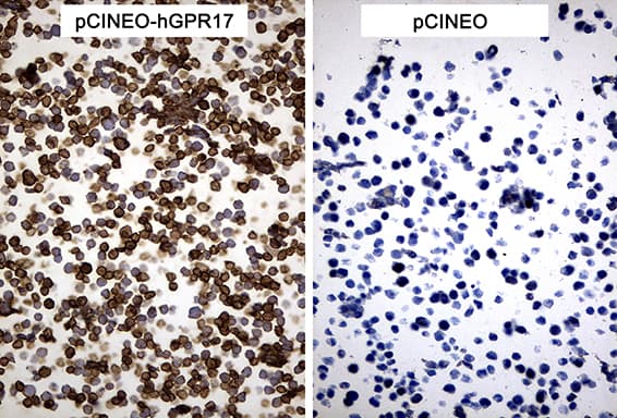 GPR17 Antibody (C-Terminus, clone OTI17C1)