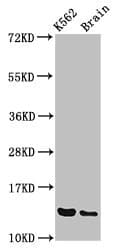 BET1 Antibody