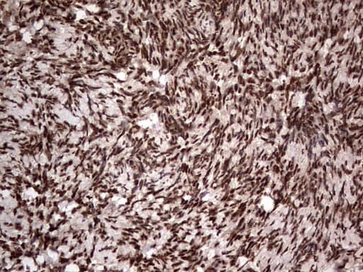 H2AFY2 Antibody (aa2-261, clone OTI1C2)