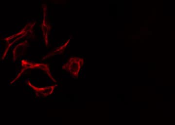 ZAP70 Antibody