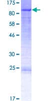 Human BHLHB9 Protein (Recombinant GST)