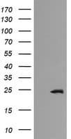 RAB21 Antibody (clone OTI6F6, Carrier-free)