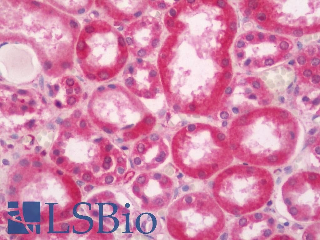 IHC-plus™ DNAJC13 Antibody