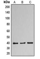 Polyclonal Rabbit anti-Human DNAJB11 Antibody (Internal, IHC, WB)