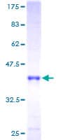 Human GFER Protein (Recombinant GST)