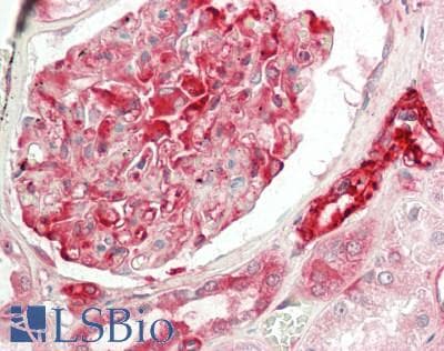 IHC-plus™ APC6 / CDC16 Antibody (aa181-230)