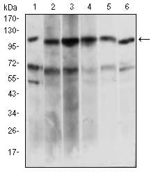 PAPLN Antibody (aa766-870, clone 5B2E5)
