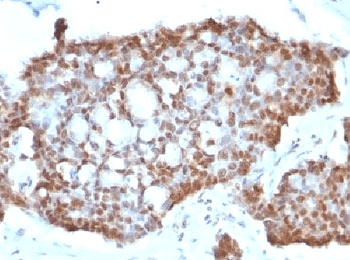 ESR2 / ER Beta Antibody (C-Terminus, clone ERb455, Azide-free, BSA-free)