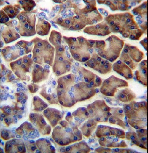 KCTD3 Antibody (aa725-754)