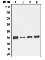 NFYC Antibody (N-Terminus)