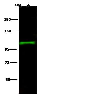 Polyclonal Rabbit anti-Human SEMA6A / Semaphorin 6A Antibody (Preservative Free, IF, WB)