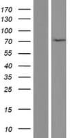 HAP1 Protein (Over-Expression Lysate Myc-DDK (Flag))