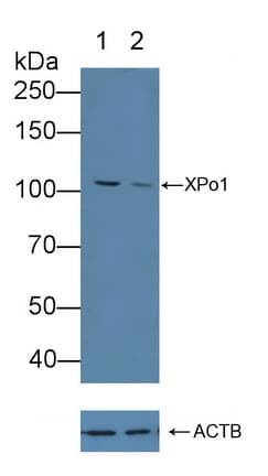 XPO1 / CRM1 Antibody (aa917-1071)