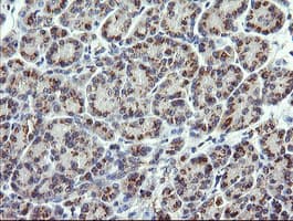 CHGA / Chromogranin A Antibody (clone OTI2D6)