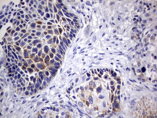 DAP3 Antibody (aa161-398, clone OTI1B12)