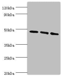 ATG18 / WIPI1 Antibody (aa187-446)
