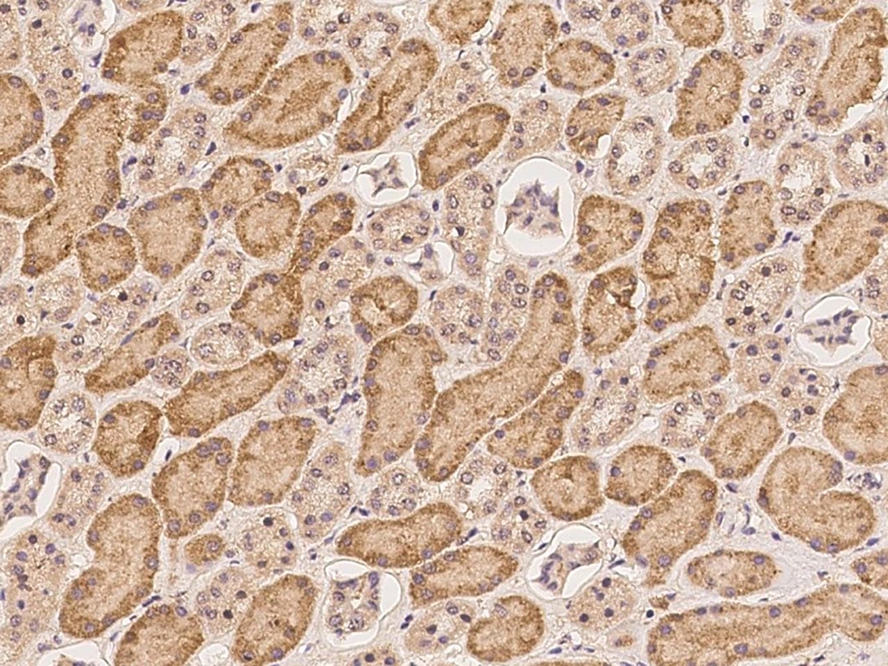 Polyclonal Rabbit anti-Human C13orf34 / BORA Antibody (IHC, IF)