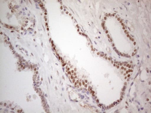 Monoclonal Mouse anti-Human MKX Antibody (clone OTI6B12, Carrier-free, IHC, WB)