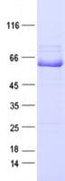 Human EPHA7 / EPH Receptor A7 Protein (Recombinant DDK,C-terminus)