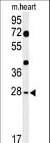 HES7 Antibody (aa26-55)