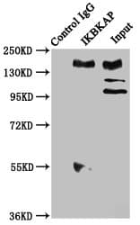 IKBKAP / IKAP Antibody