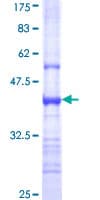 Human CHRNE Protein (Recombinant GST, N-terminus)