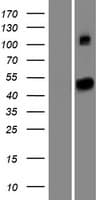 SETD6 Protein (Over-Expression Lysate Myc-DDK (Flag))