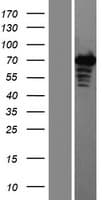 ZAP70 Protein (Over-Expression Lysate Myc-DDK (Flag))