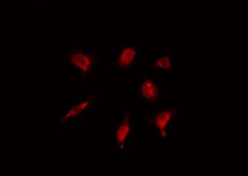 ZNF18 Antibody