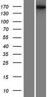ADGRB1 / BAI1 Protein (Over-Expression Lysate Myc-DDK (Flag))